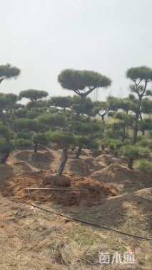 12公分造型黑松