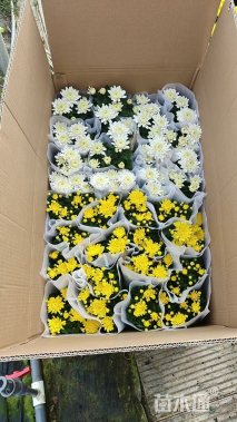 高度25厘米春黄菊