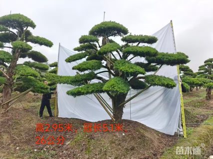 移栽苗造型罗汉松