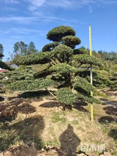 移栽苗造型罗汉松
