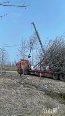 13公分北美枫香