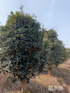 10公分桂花