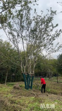 60公分(3杆)丛生朴树