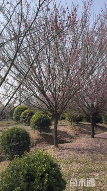 12公分骨里红梅