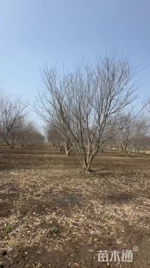 40公分(5杆)丛生朴树