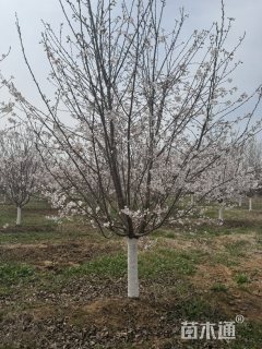 11公分染井吉野樱