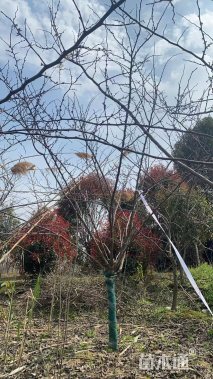 10公分加拿大紫荆