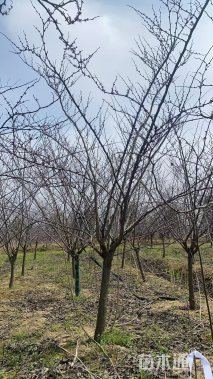 6公分紫叶加拿大紫荆