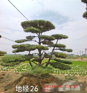 30公分造型黑松