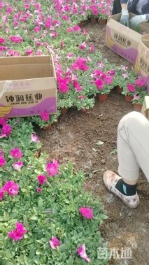 高度15厘米牵牛