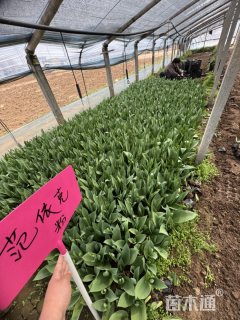 高度30厘米郁金香