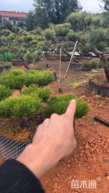 高度120厘米黑松