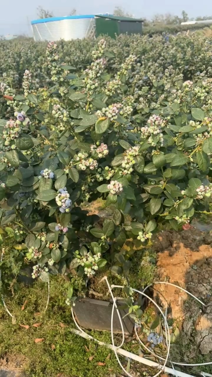 高度60厘米蓝莓