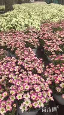 高度15厘米虎耳草