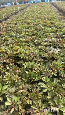 高度20厘米芍药
