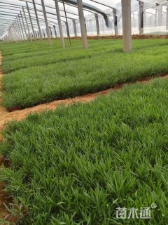 高度13厘米地被石竹