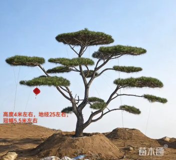 20公分造型黑松