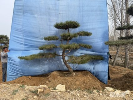 15公分造型油松