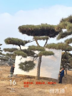 25公分造型油松