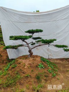 15公分造型黑松