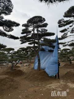 25公分造型黑松