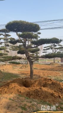 16公分造型黑松