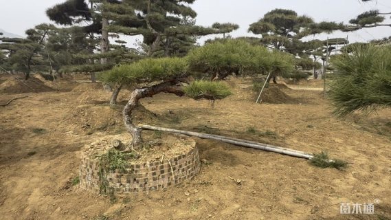 25公分造型黑松