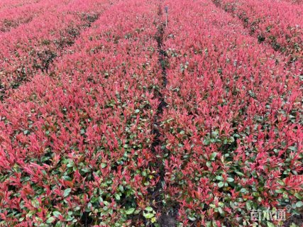 高度45厘米红叶石楠小苗