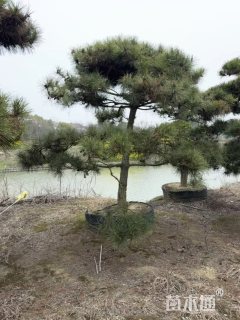 20公分造型黑松