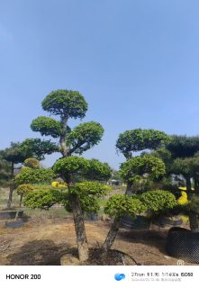 20公分造型榔榆