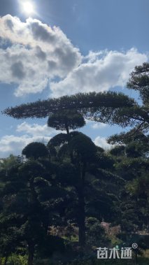 移栽苗罗汉松