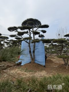 28公分造型松