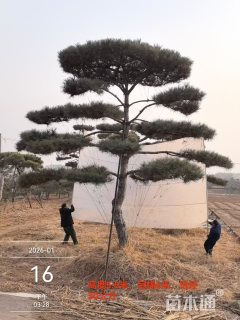 32公分造型松