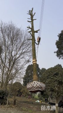 45公分金丝楠木