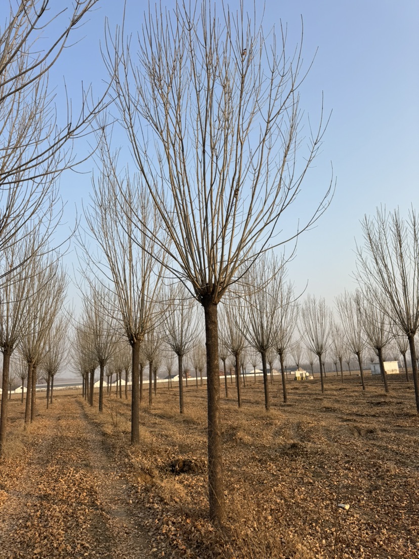 15公分白蜡