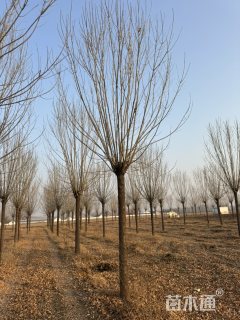 15公分白蜡