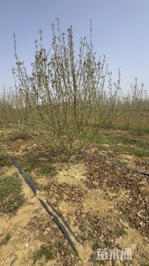 高度250厘米木绣球