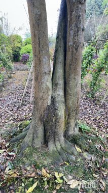 高度600厘米金弹子