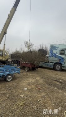 高度200厘米木绣球