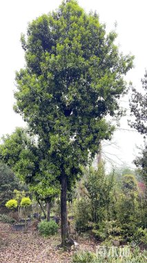 高度800厘米金弹子