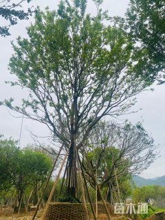 35公分丛生朴树