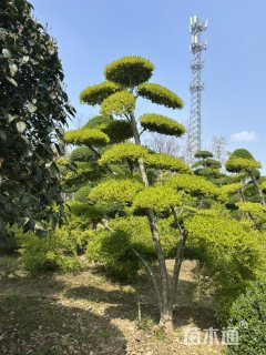 8公分造型亮晶女贞