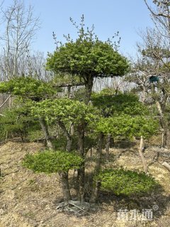 10公分造型对节白蜡