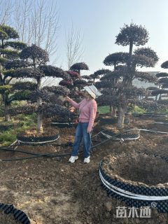 10公分造型红花继木桩