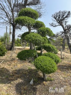 10公分造型小叶女贞