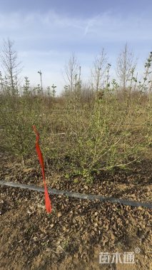 高度180厘米木绣球