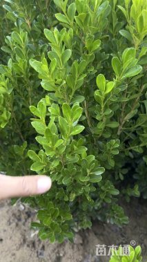 高度40厘米瓜子黄杨