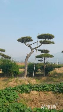 25公分造型油松