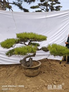 20公分造型黑松