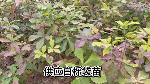 0.3公分白栎
